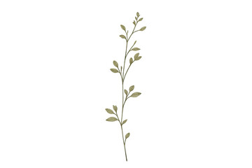 Fototapeta premium Olive Branch with Leaves on a transparent background, Design Element