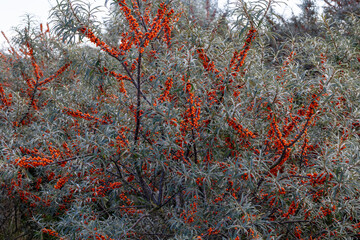 Close-up of bright sea buckthorn berries (Hippophae rhamnoides) with silvery leaves