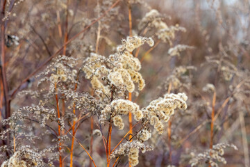 Close-up of faded, fluffy seed heads of Canadian goldenrod in autumn