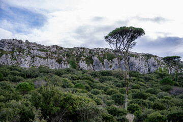 Fototapeta premium Curved mountain road beneath arching pine canopy