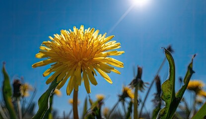 Close-up of a bright yellow dandelion against a vibrant blue sky, bathed in sunlight