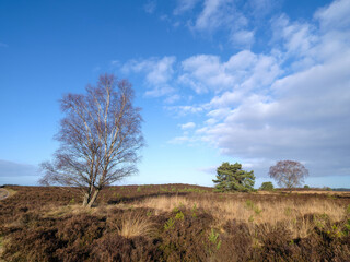 Nature reserve Elspeetse Heide, Gelderland province, The Netherlands