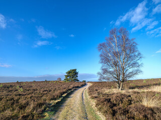 Nature reserve Elspeetse Heide, Gelderland province, The Netherlands