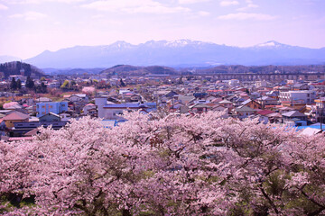 白河市　城山公園から見た満開の桜と街並み