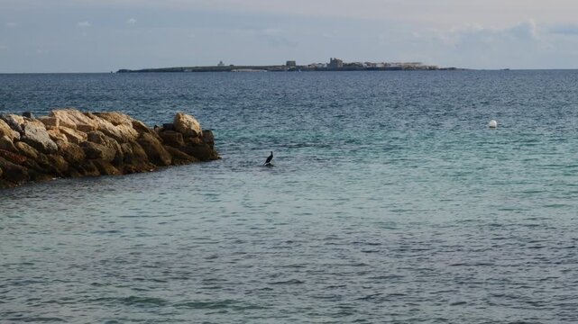 Cormorant on top of a rock with Tabarca Island in the background, Spain