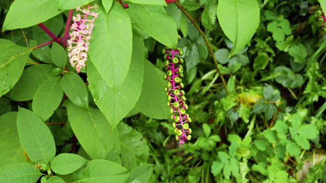American pokeweed Phytolacca americana poisonous, herbaceous perennial plant North America