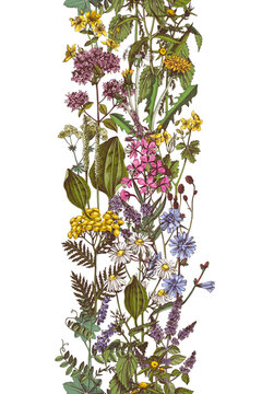 Medicinal plants vector seamless border