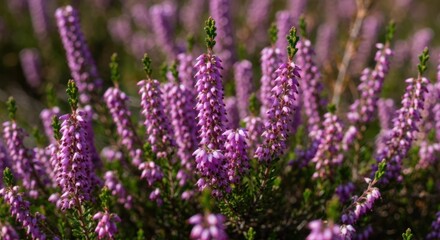 Obraz premium Close-up of vibrant purple heather blossoms