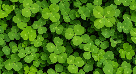 Close-up of lush green clover leaves covered with tiny water droplets. The vibrant foliage conveys freshness and growth, creating a serene and natural atmosphere.
