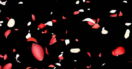 Red and white flower petals sway in the wind. Isolated on black background. 3D rendering.