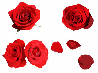 Naklejka premium Vibrant red roses and scattered petals on a plain white background