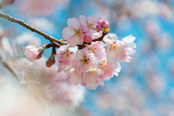 Obraz premium Cherry blossom sakura flowers on branch with blue bokeh background