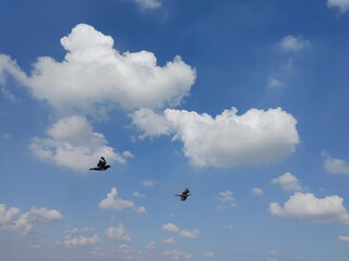 Two Birds Soaring Across A Bright Blue Sky With Soft White Clouds In Flight.