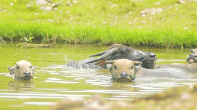 Group of Water Buffaloes (Bubalus bubalis) Cooling Off in a Tropical River - 4K Video