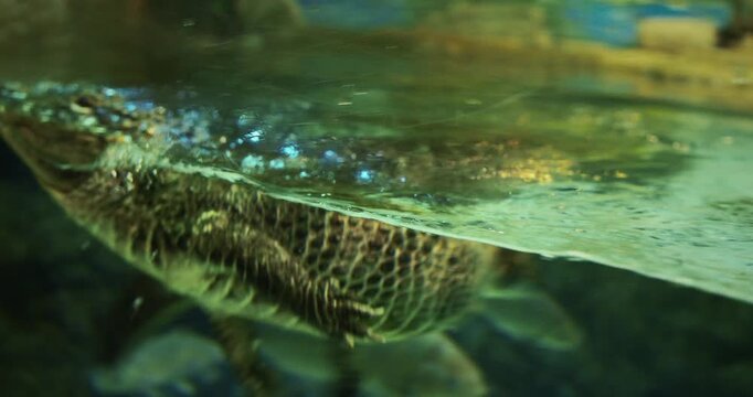 Shanghai, China. Chinese Alligator Fast Swimming In Shanghai Ocean Aquarium. Crocodilian Endemic To China. Young Chinese Alligator, Close-up View. Its Armored Scales Gleaming
