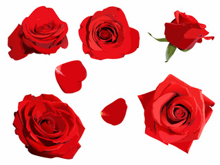 Fototapeta premium A vibrant collection of red roses and delicate petals on a white background