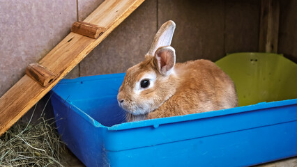 Obraz premium A cute rabbit close-up. A decorative fluffy beige bunny sits in toilet tray at the home cage. Everyday life of pet. Pet shop concept. Farm animal. Sniffing pet. High quality photo.
