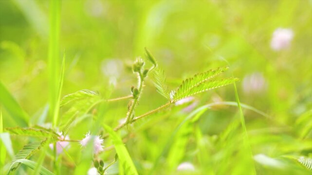 4K macro of Mimosa pudica (sensitive plant) with pink flowers in a bright sunlit green meadow.