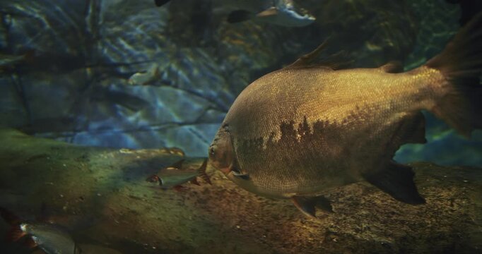 Shanghai, China. Tourists Look At Black Pacu Fish In Shanghai Ocean Aquarium. Black Pacu Swim In Aquarium, Side Close-up View. Ambaqui Or Colossoma Macropomum Is Large Species Of Freshwater Fish In