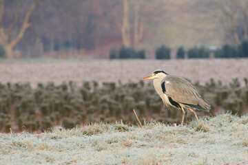 Grey heron standing in agricultural field with frost-covered grass