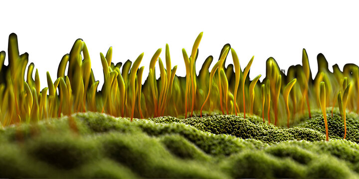 Vibrant green moss sporophytes in a detailed macro shot against a dark background, showcasing natural texture and new life Concept of growth, nature, and resilience