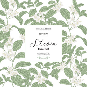 Stevia background. Hand drawn Stevia plant with flowers. Vector illustration.