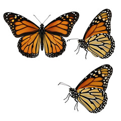 Fototapeta premium Monarch Butterfly Wings Orange Black Isolated on White