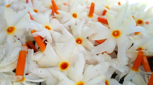 Fallen Night Jasmine Flowers on the Ground with Soft Natural Light. Night Jasmine Morning Flowers Cinematic video.