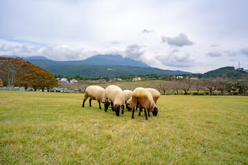 Fototapeta premium 高千穂牧場の羊と霧島連山の風景