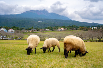 Fototapeta premium 高千穂牧場の羊と霧島連山の風景