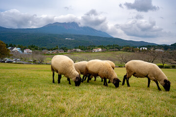 Obraz premium 高千穂牧場の羊と霧島連山の風景