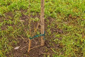 A young tree is tied to a stake for support while planted in dark soil, with green grass growing around it on a cloudy day