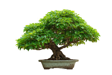 Indoor bonsai tree for living room and office isolated on transparent background