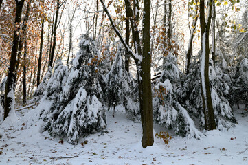 Snow covered conifer trees in winter forest on sunny day