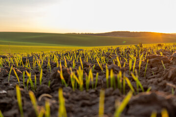 Rice plants sprout from dark soil in a field, with sunlight shining across the landscape during sunset near a hill