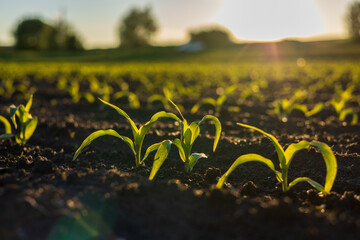 Young corn plants rise from dark soil under sunlight in a farm field during the morning. The plants show fresh green growth © SMK