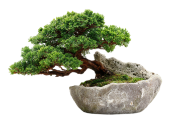 Miniature bonsai tree for home decoration isolated on transparent background