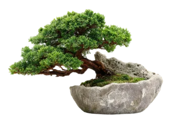 Fototapeten Bonsai Miniature bonsai tree for home decoration isolated on transparent background  © Infinite Pixel