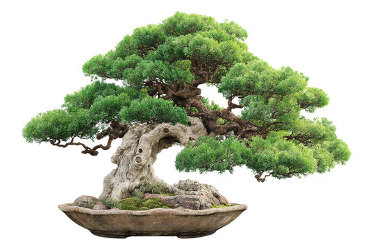 Decorative bonsai tree for tabletop display isolated on transparent background