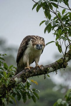 Jeune rapace (aigle ou buse) perch&eacute; sur une branche dans la jungle