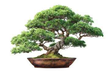 Unique bonsai tree with natural aesthetic isolated on transparent background