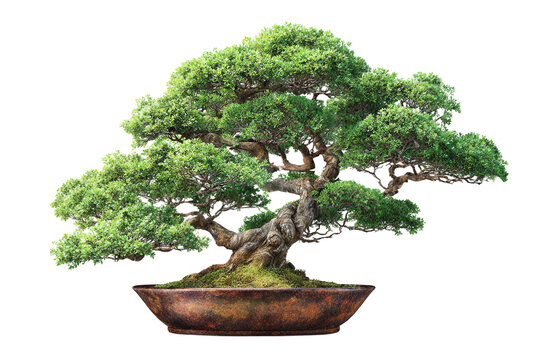 Unique bonsai tree with natural aesthetic isolated on transparent background