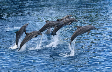 Dolphins