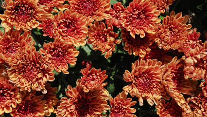 Vibrant orange chrysanthemum flowers blooming in a dense garden cluster.