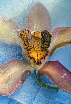 Dendrobium orchid in studio setting