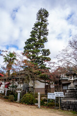 龍泉寺の龍神の松の風景（岡山市）