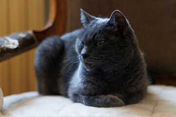 Close up on a domestic cat having a rest.