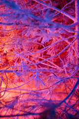 Obraz premium frost on the branches