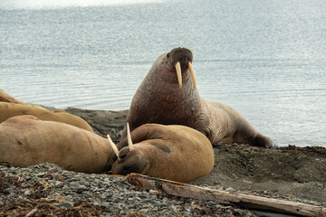 Fototapeta premium Morse, Odobenus rosmarus, Spitzberg, Svalbard, Norvège