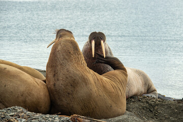 Fototapeta premium Morse, Odobenus rosmarus, Spitzberg, Svalbard, Norvège